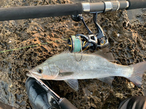 フッコ（ヒラスズキ）の釣果