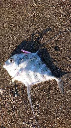 イトヒキアジの釣果