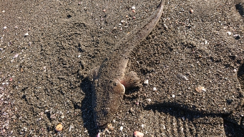 マゴチの釣果