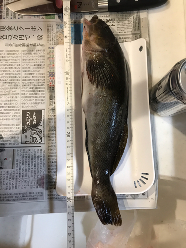 アイナメの釣果