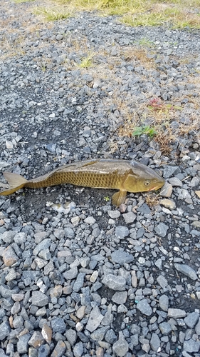 ニゴイの釣果