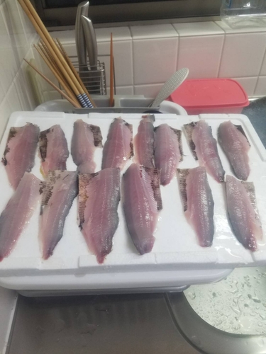 コノシロの釣果