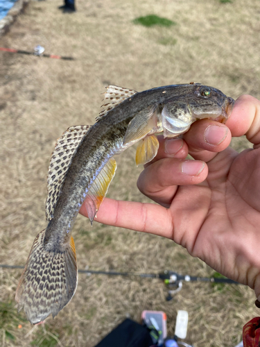 キスの釣果