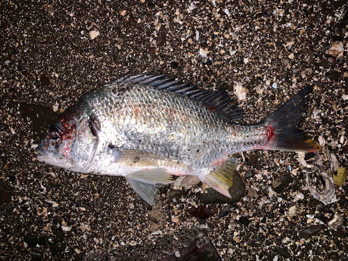 チヌの釣果