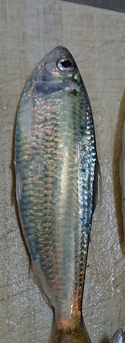 釣果