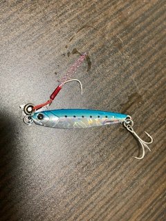 ハマチの釣果