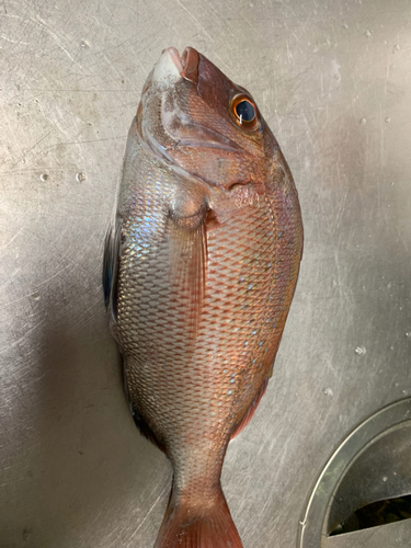 タイの釣果