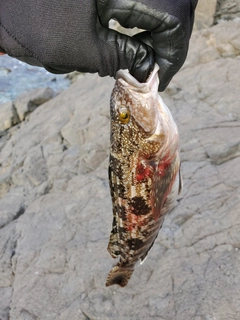 アイナメの釣果