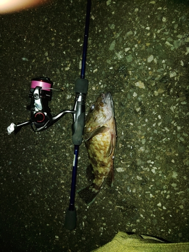 アラカブの釣果