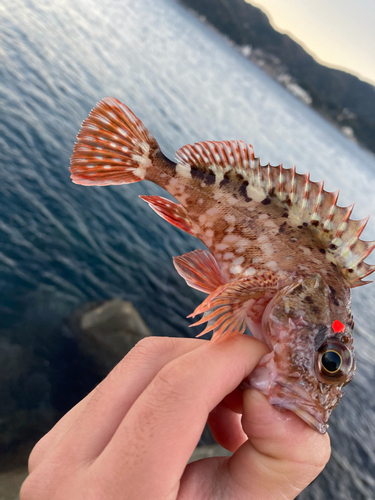 カサゴの釣果