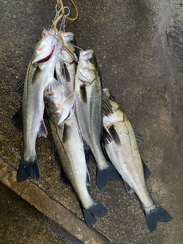 シーバスの釣果