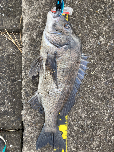 クロダイの釣果