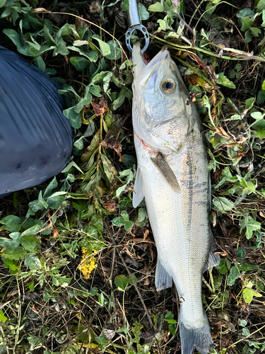 セイゴ（ヒラスズキ）の釣果