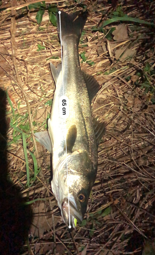 シーバスの釣果