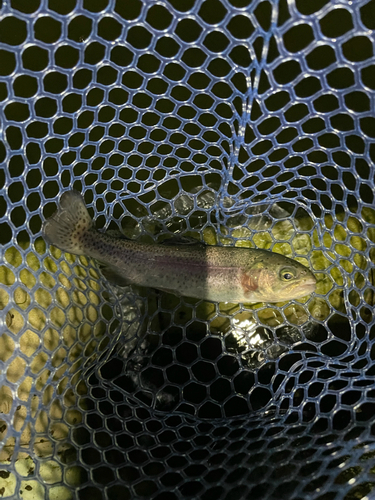 ニジマスの釣果