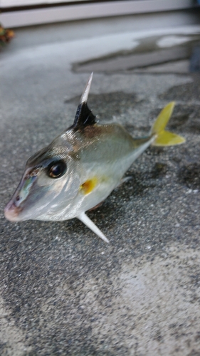 ギマの釣果