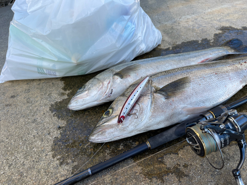 シーバスの釣果