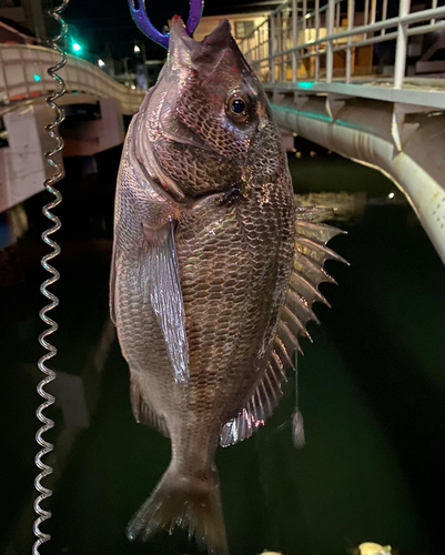 クロダイの釣果