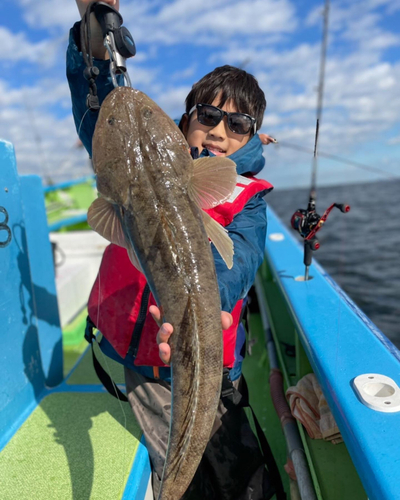 マゴチの釣果