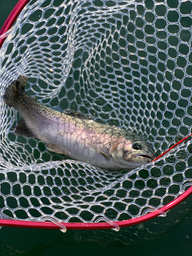 ニジマスの釣果