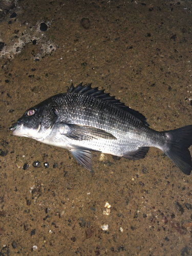 クロダイの釣果