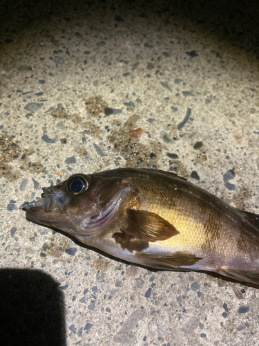 シロメバルの釣果