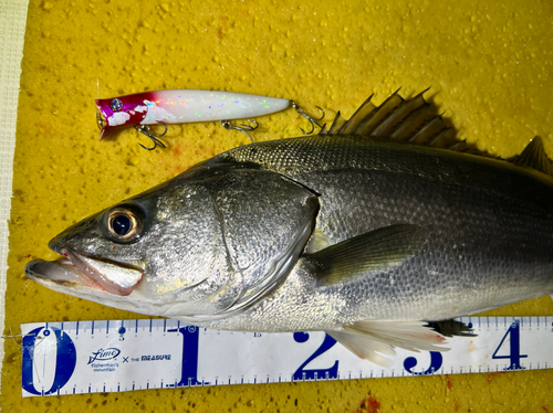 シーバスの釣果