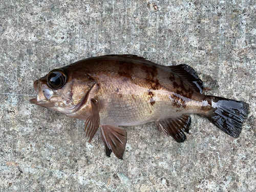 メバルの釣果