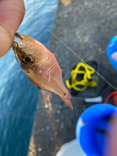 ネンブツダイの釣果