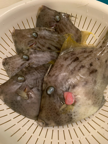 カワハギの釣果