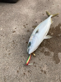 イナダの釣果