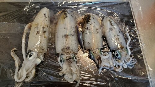 アオリイカの釣果