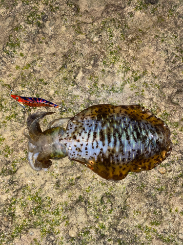 アオリイカの釣果