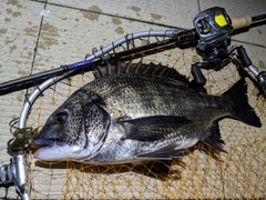 クロダイの釣果