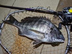 クロダイの釣果