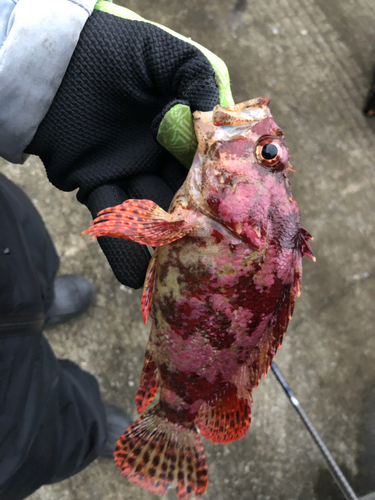 ヨロイメバルの釣果