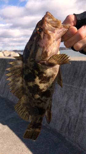 タケノコメバルの釣果