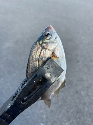 タナゴの釣果