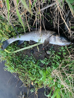 ニゴイの釣果