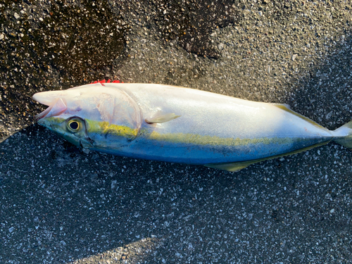 ハマチの釣果