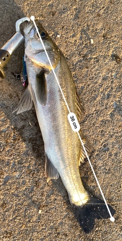 シーバスの釣果