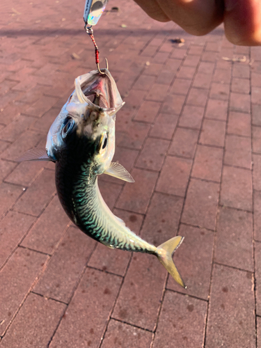 サバの釣果