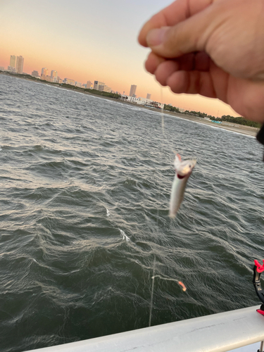 カタクチイワシの釣果