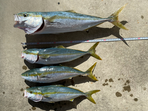 ワラサの釣果