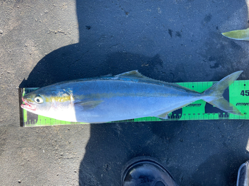 イナダの釣果