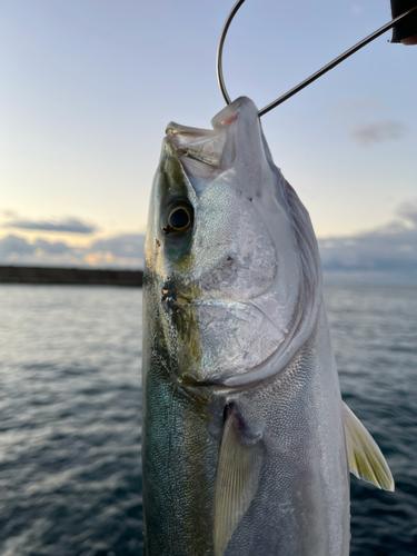 釣果