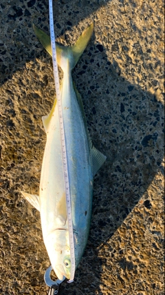 イナダの釣果