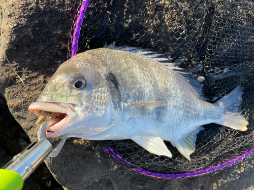 キビレの釣果