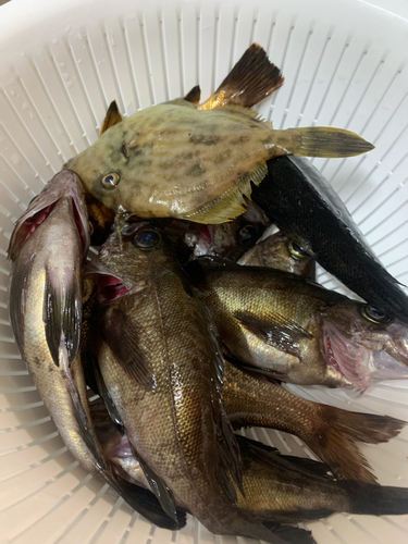 メバルの釣果