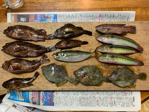 カサゴの釣果